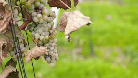 bunch of grapes on vineyard at vine production farm 6