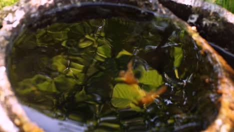 in water, the reflection of green leaves gently sways smoothly.