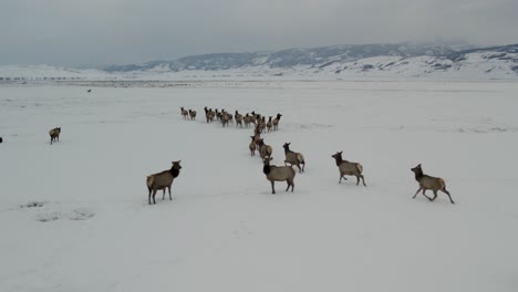 a low-flying 4k drone shot of a massive herd of elk, running together as a group over the plains of grand teton national park, just north of jackson, wyoming