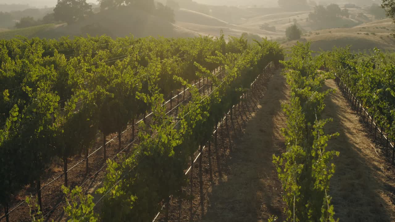 Lento sorvolo di un vigneto in California