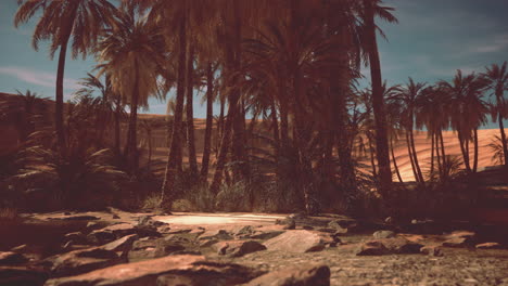 desert oasis with palm trees