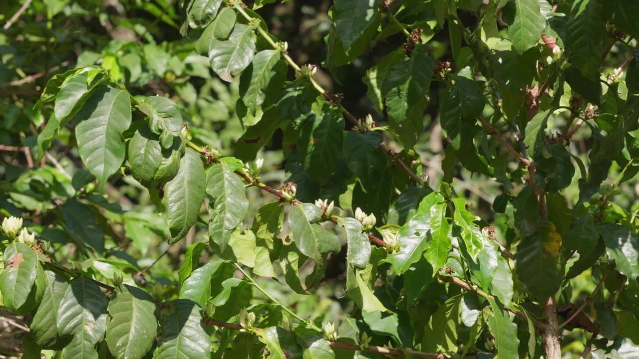 Pianta di caffè verde lussureggiante con piccoli fiori bianchi che sbocciano sui suoi rami, che si muovono dolcemente al sole.