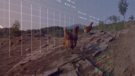 Animation-of-data-processing-over-hens-outdoors