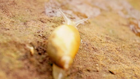 caracol de jardín se arrastra dejando un rastro de moco