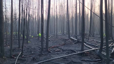Verbrannte-Bäume-In-Einem-Wald,-Der-Durch-Einen-Brand-Zerstört-Wurde