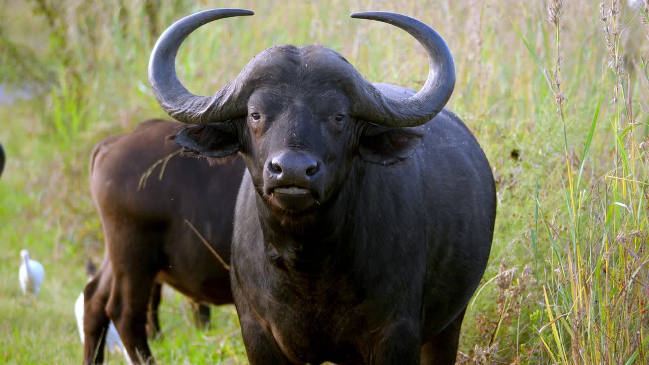 búfalo negro con cuernos gallardos de pie mientras mastica hierba