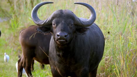 Búfalo-Negro-Con-Cuernos-Gallardos-De-Pie-Mientras-Mastica-Hierba