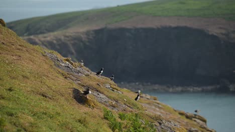 puffin flying in flight landing on land on skomer island, atlantic puffins flying fast and landing at its burrow