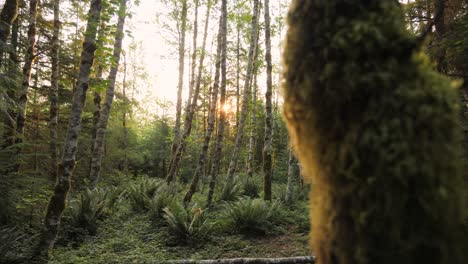 Reveal-shot-of-a-forest-at-sunrise