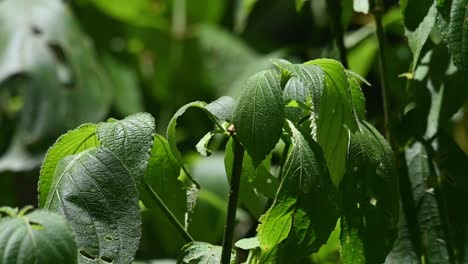 A-plant-with-healthy-green-leaves-moving-with-a-gentle-wind-in-the-rainforest-of-Kaeng-Krachan-National-Park,-UNESCO-World-Heritage,-Thailand