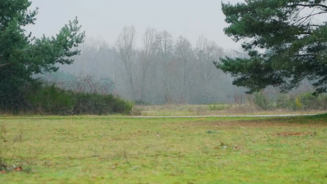 슬로우 모션 1080p 120fps 눈이 내리다