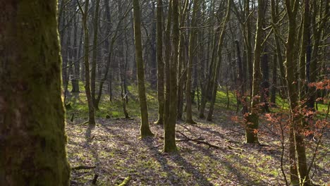 a peaceful dense pine forest in the morning