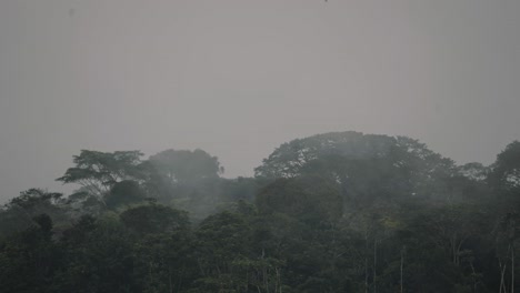 亞馬遜雨林的霧<unk>樹在厄瓜多爾的清晨