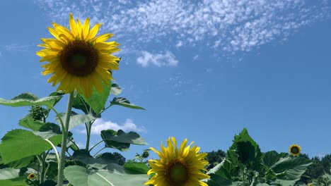 sunflower swaying in the breeze in a green field against a blue sky with high white clouds