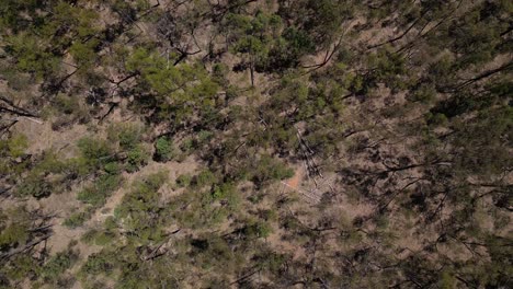 aerial views over bushland on the leichhardt highway, north of miles, queensland, australia.