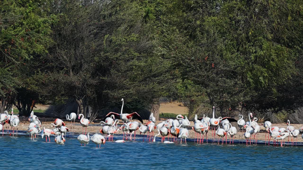 큰 가족이 함께 지내고 서로를 보호하는 것과 같은 야생동물.
