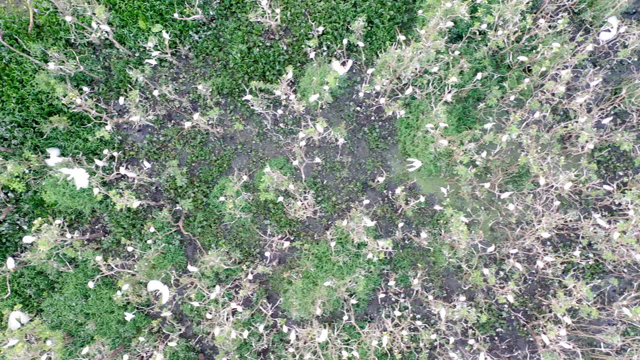 기숙사, 새, 야생 동물에 있는 왜가리 무리의 드론 보기