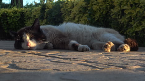 Primer-Plano-De-Un-Lindo-Gato-Durante-La-Puesta-De-Sol