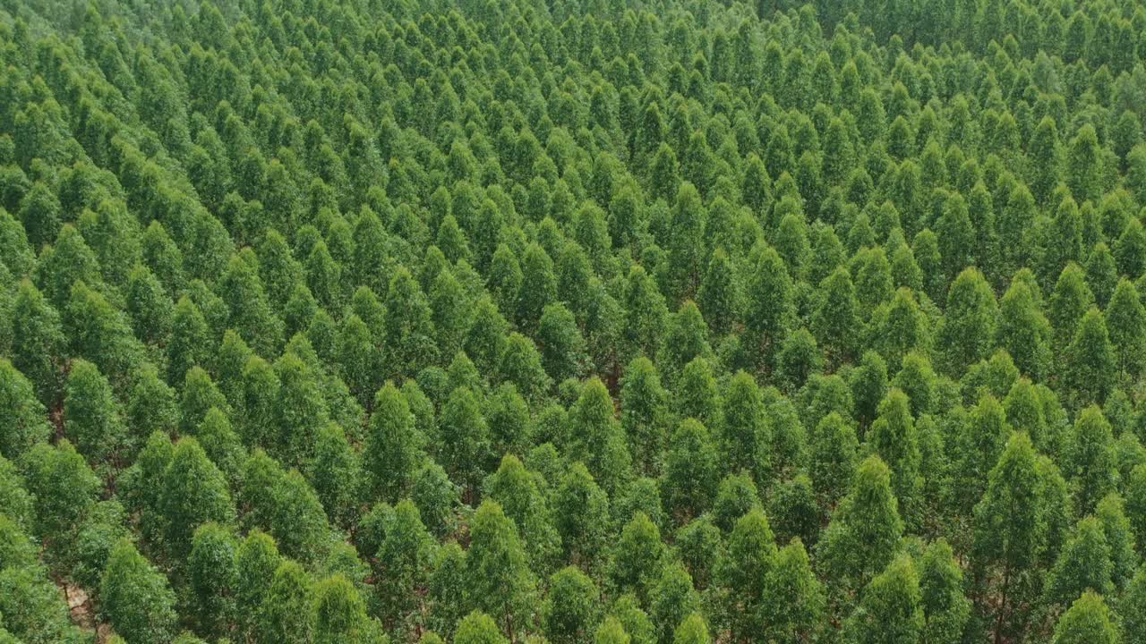 выращивание эвкалипта в инновациях бумажной промышленности с видом сверху.
