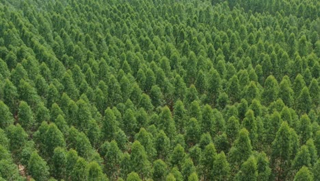 eucalyptus cultivation in paper industry innovation with above view.