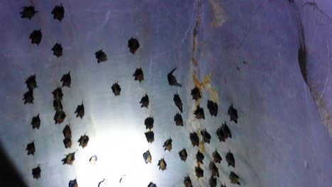 una colonia de murciélagos revolotea en la cueva de lawa, kanchanaburi, bajo una iluminación tenue, mostrando un comportamiento natural en un entorno sereno.