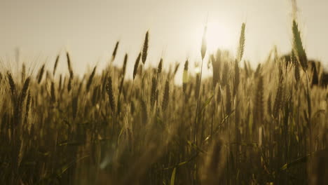 campo de trigo al atardecer