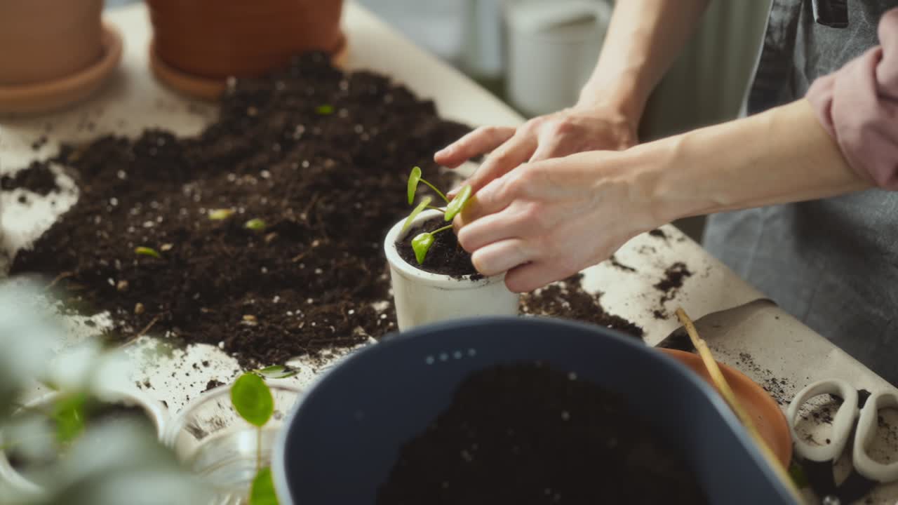 Giardiniera che pianta un germoglio su un tavolo in disordine