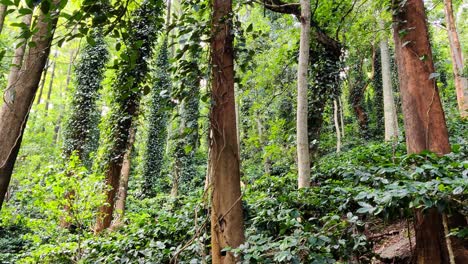 Pimienta-Negra-Entre-Plantaciones-De-Café