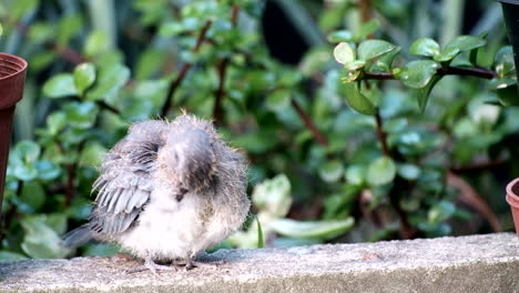 bebé paloma riendo preparando sus plumas de pelo esponjoso, toma de telefotografía