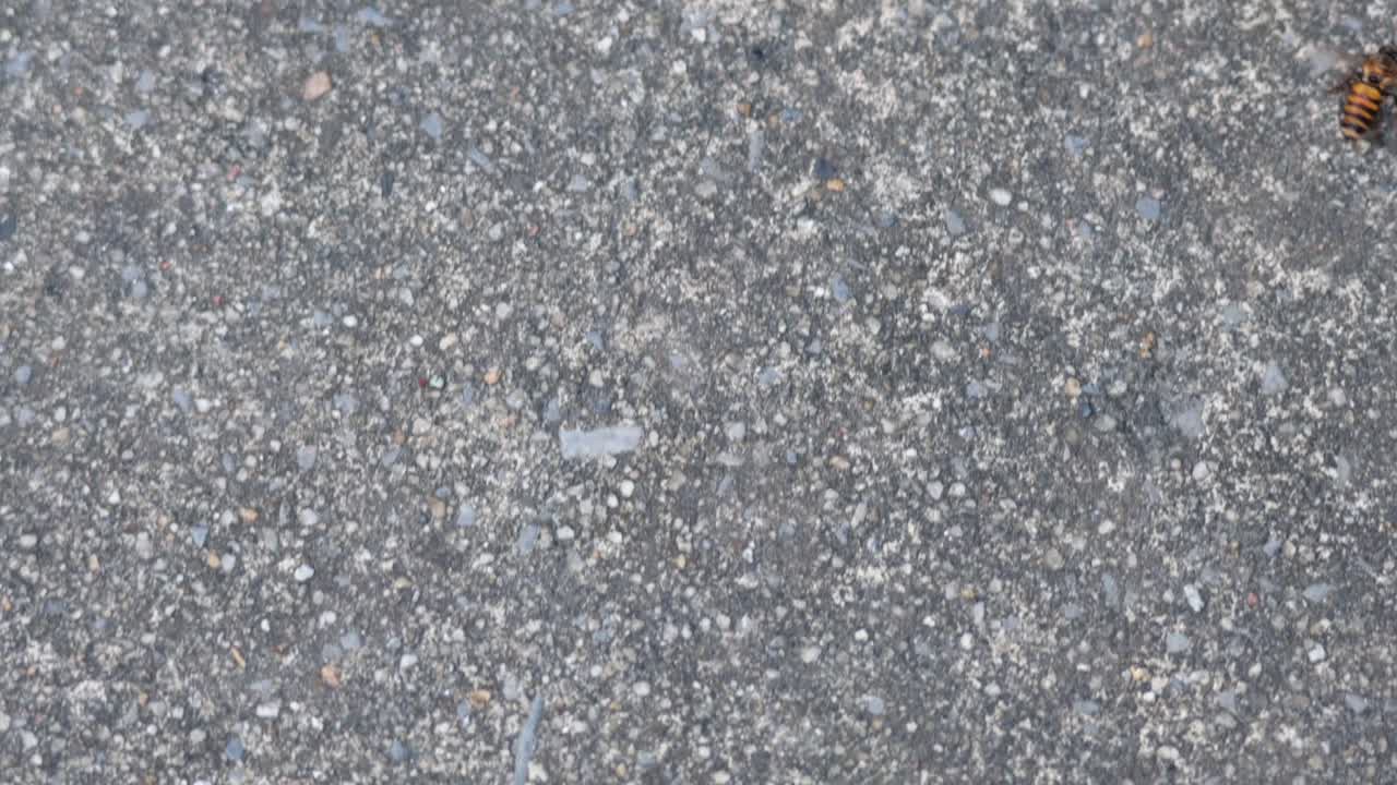 A bee moving across a concrete surface