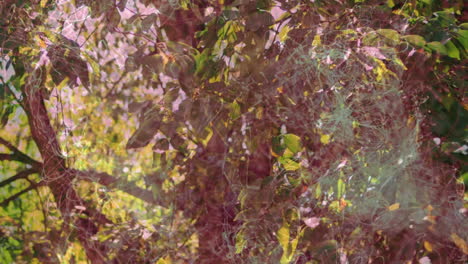 sunlight filtering through green foliage with spider webs creating animation effect