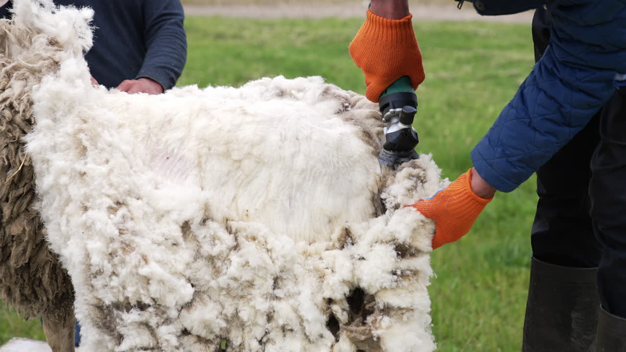 Farmer shearing sheep on farm