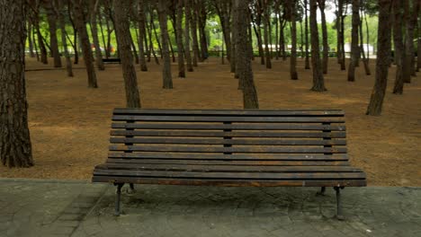 a shot of a lonely bench in a park plenty of pine rows