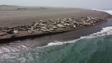 Aerial-view-of-seals-near-Portland,-Oregon-on-Salishan-Beach-on-the-Siletz-Bay