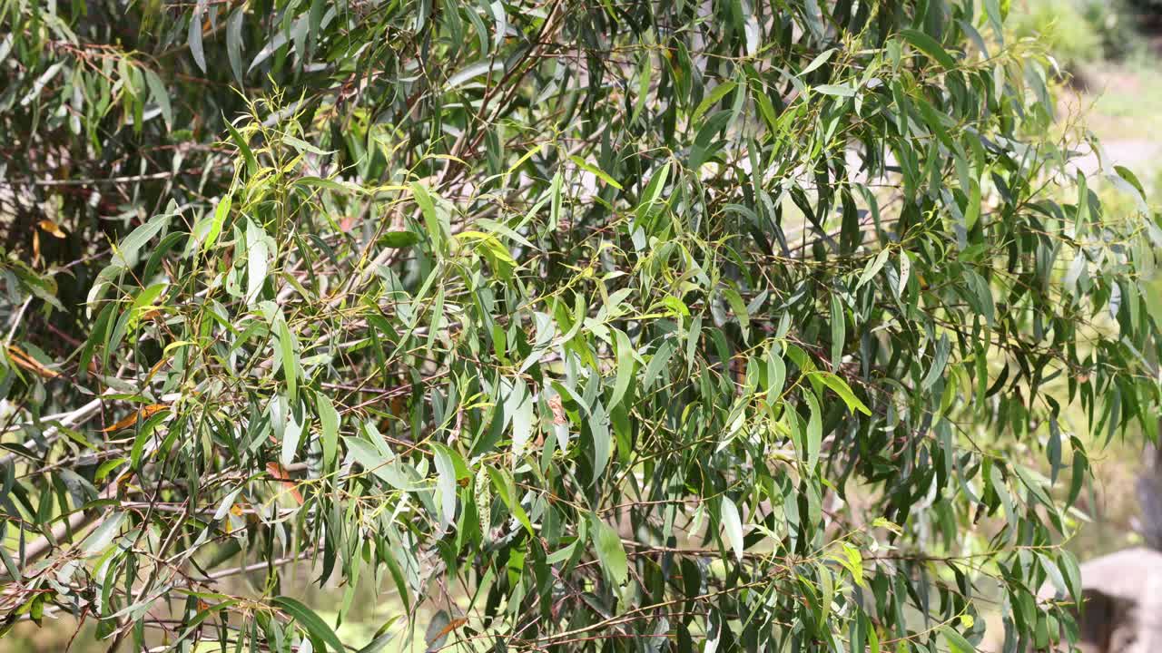 Gentle breeze moving through a lush willow tree