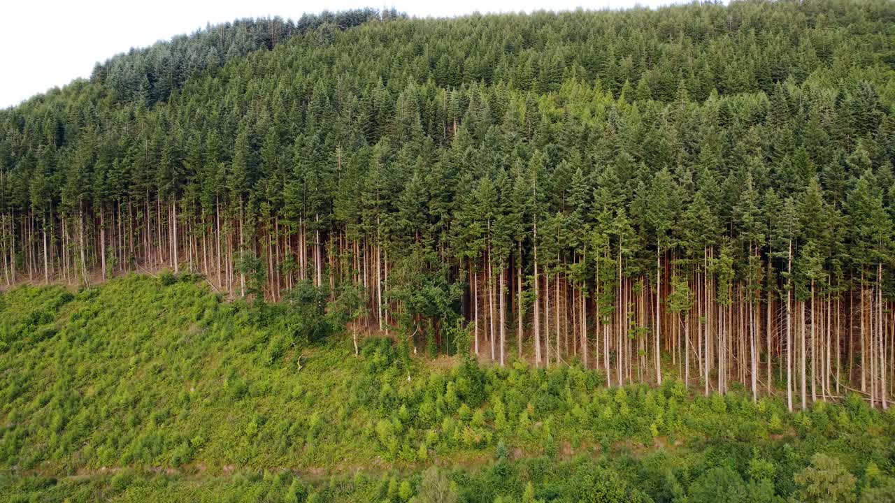 Ampia ripresa panoramica con drone da destra a sinistra di una foresta di abeti di Sitka o abeti di Douglas, che mostra fitte file di alberi che si estendono all'orizzonte. Il cielo è bianco e neutro.