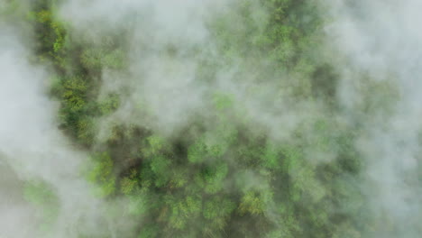 una espesa y densa niebla se cierne sobre el bosque de hoja perenne