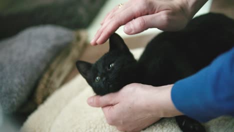 owner is petting his own black cat while it is laying on a cushion