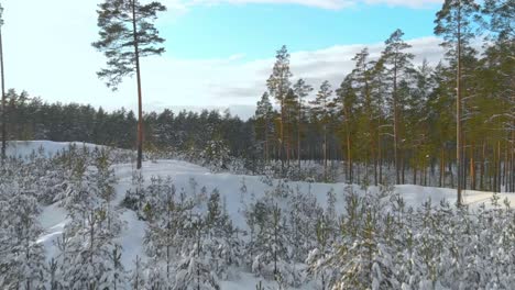 Spruce-young-growth-in-snow-covered-forest-aerial-pedestal-up