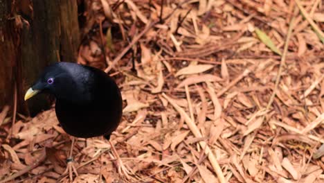 satin bowerbird explorando la hojarasca en melbourne