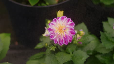 water mist on flower seedlings with irrigation system