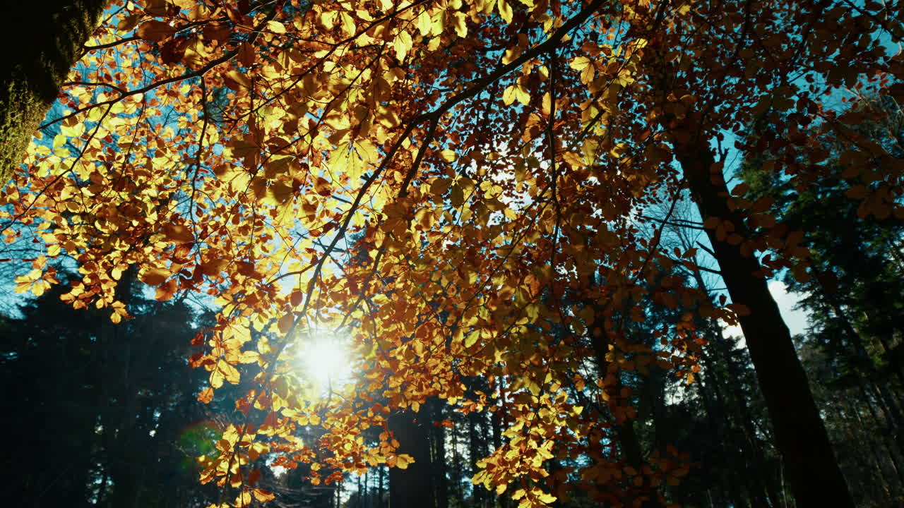Orange Leaves in Autumn with Sunlight Passing Through