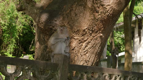 wild monkeys eating and walking on the fence in the city, songkhla, thailand