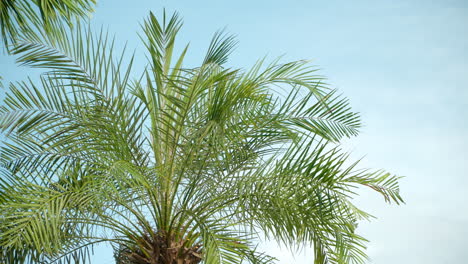 Hojas-De-Palmera-Contra-El-Cielo