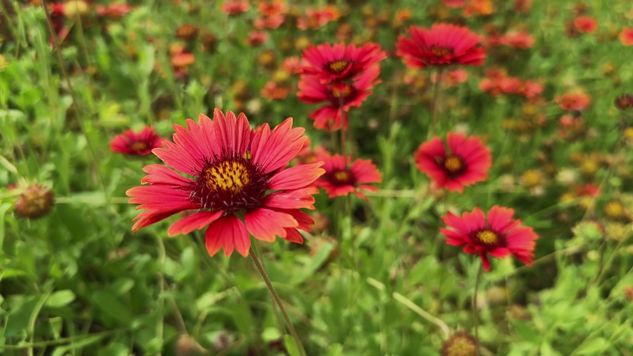 Primo piano di un vivace fiore di Gaillardia che sboccia con petali colorati su uno sfondo di giardino delicatamente sfocato.