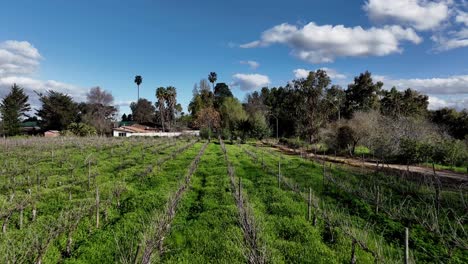 dried vineyards grape cultivation field