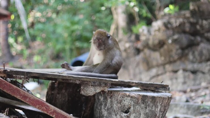 Monkey sitting, grooming itself in natural habitat