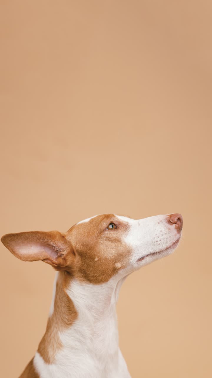 Ibizan Hound Portrait