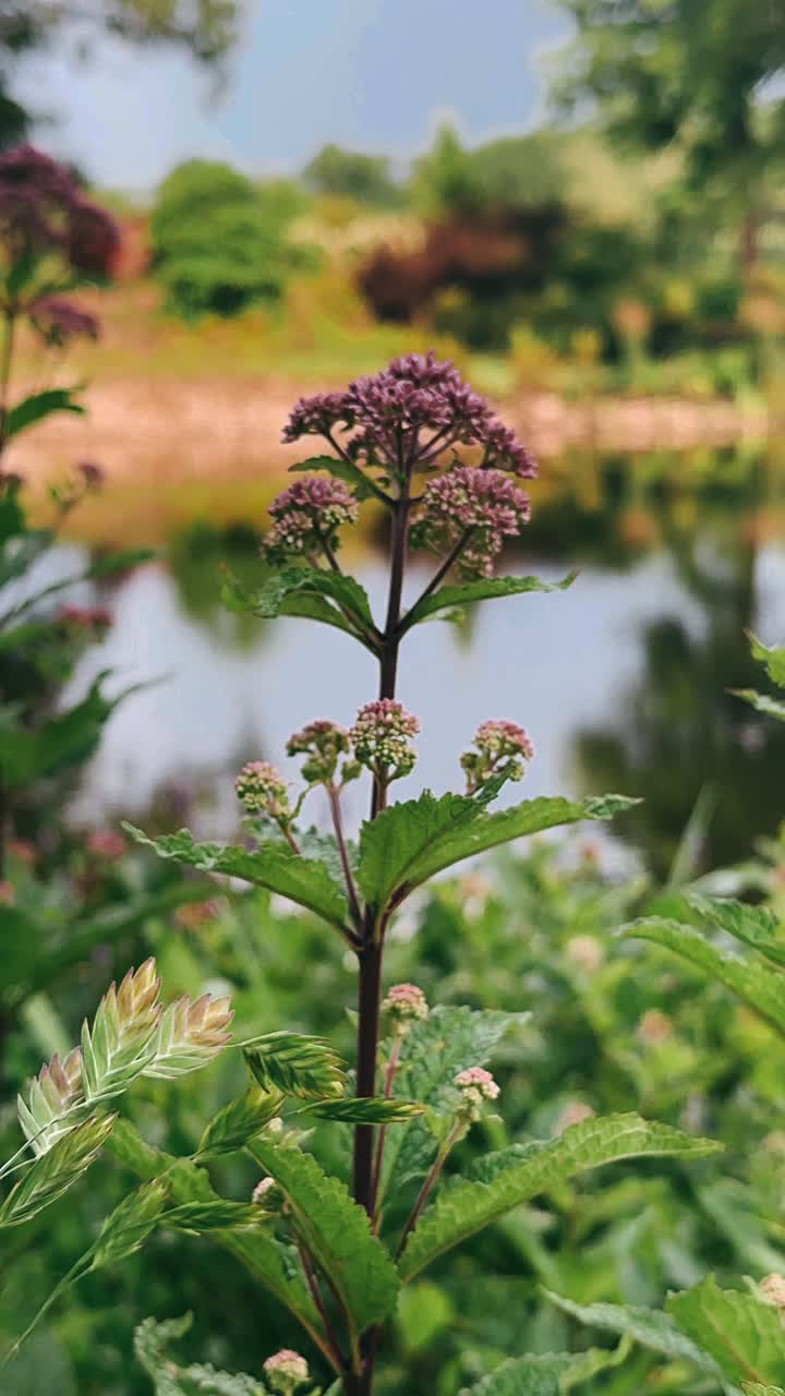 flor púrpura en un jardín