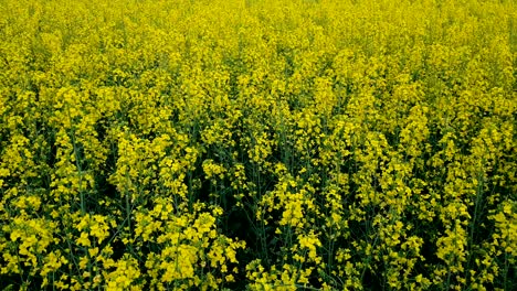 blooming yellow rapeseed field with blue cloudless sky.